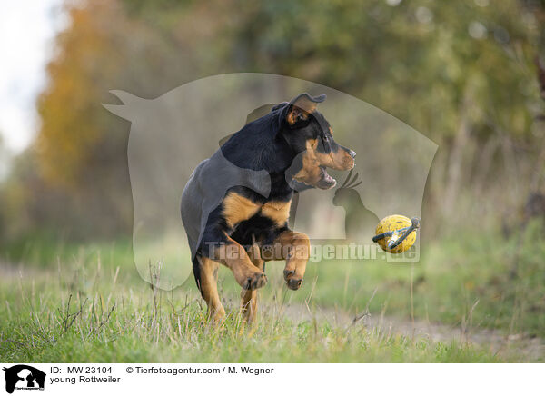 junger Rottweiler / young Rottweiler / MW-23104