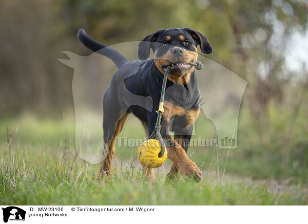 junger Rottweiler / young Rottweiler / MW-23106
