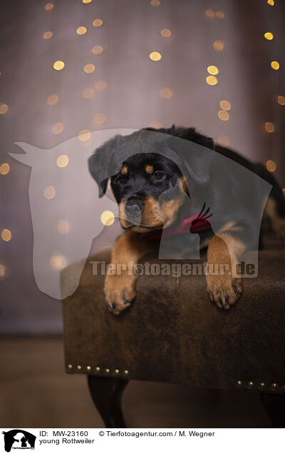 young Rottweiler / MW-23160