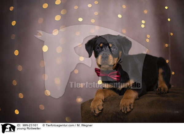 junger Rottweiler / young Rottweiler / MW-23161