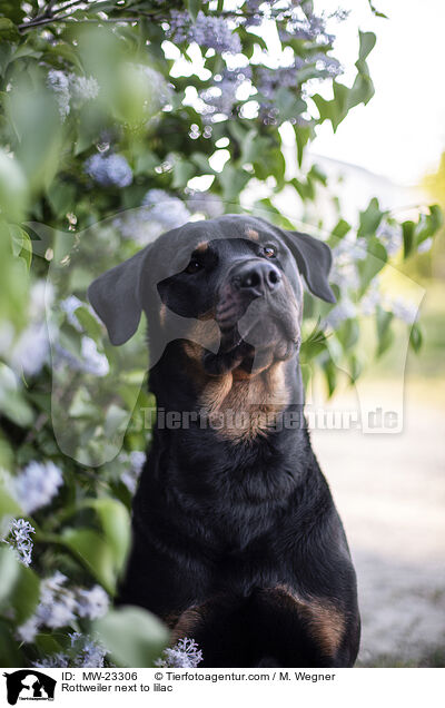 Rottweiler neben Flieder / Rottweiler next to lilac / MW-23306