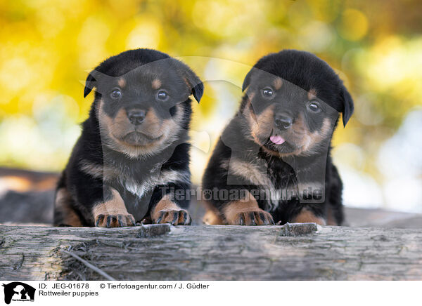 Rottweiler puppies / JEG-01678