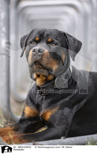 Rottweiler / Rottweiler / MAH-02602