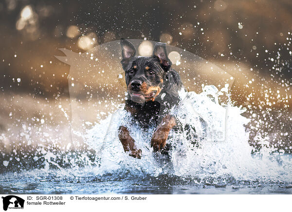 Rottweiler Hndin / female Rottweiler / SGR-01308