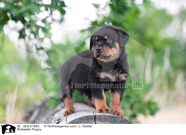 Rottweiler Welpe / Rottweiler Puppy / JEG-01963