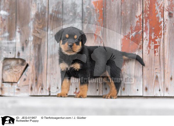 Rottweiler Welpe / Rottweiler Puppy / JEG-01967