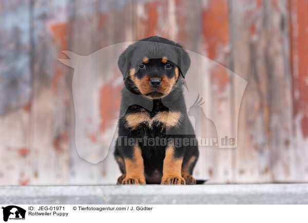 Rottweiler Puppy / JEG-01971