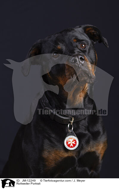 Rottweiler Portrait / Rottweiler Portrait / JM-12249