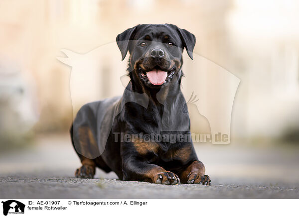 Rottweiler Hndin / female Rottweiler / AE-01907