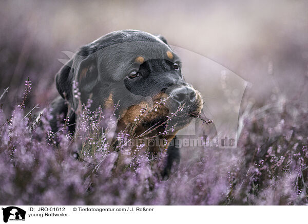 junger Rottweiler / young Rottweiler / JRO-01612