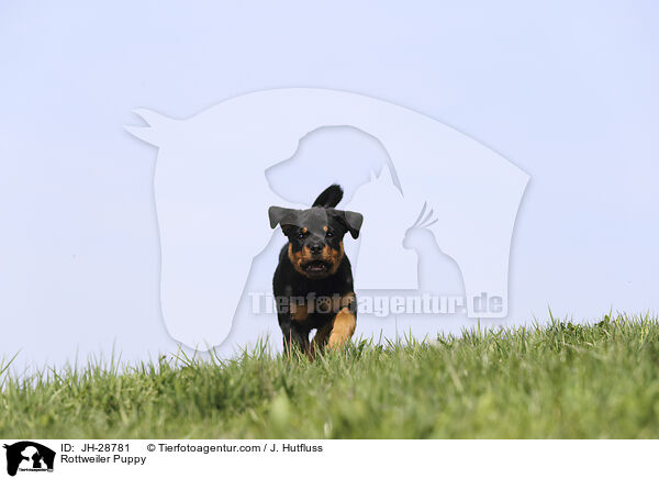 Rottweiler Welpe / Rottweiler Puppy / JH-28781