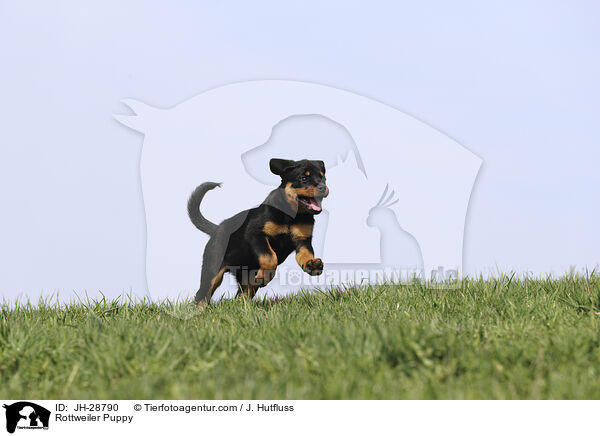 Rottweiler Puppy / JH-28790
