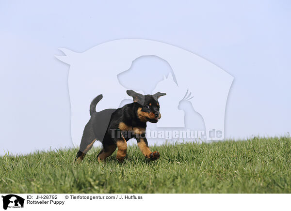 Rottweiler Puppy / JH-28792