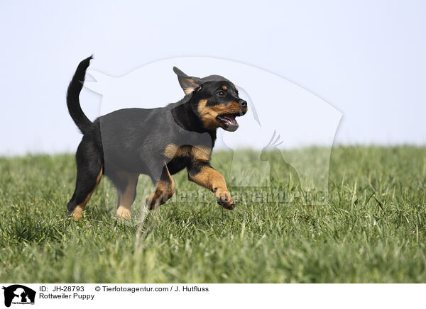Rottweiler Welpe / Rottweiler Puppy / JH-28793