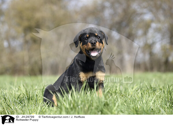 Rottweiler Puppy / JH-28799