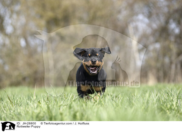 Rottweiler Puppy / JH-28800