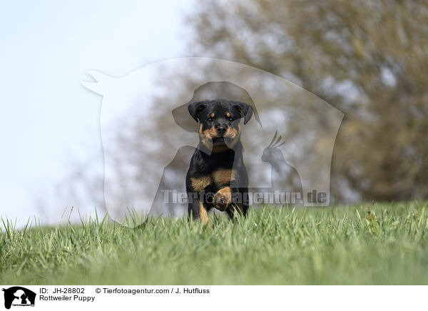 Rottweiler Puppy / JH-28802