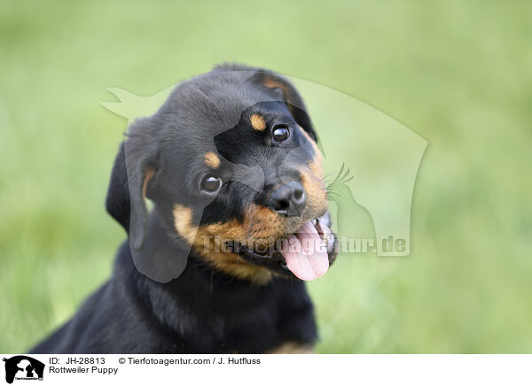 Rottweiler Puppy / JH-28813