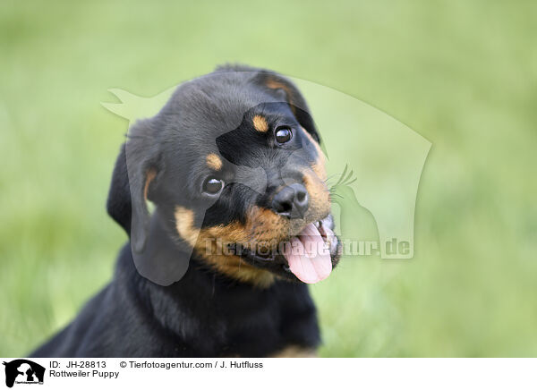 Rottweiler Welpe / Rottweiler Puppy / JH-28813