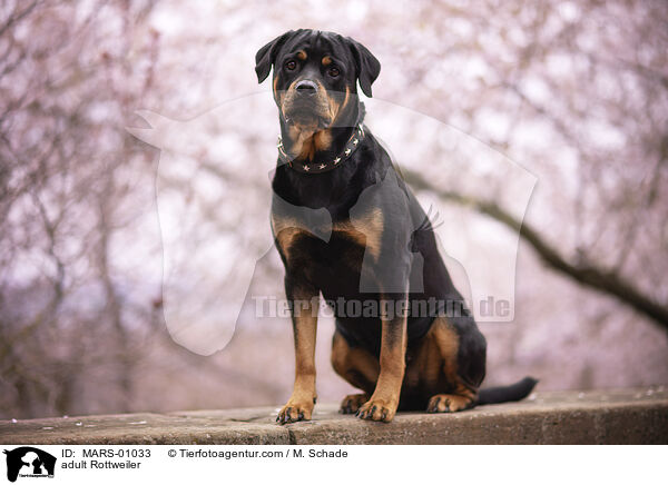 ausgewachsener Rottweiler / adult Rottweiler / MARS-01033