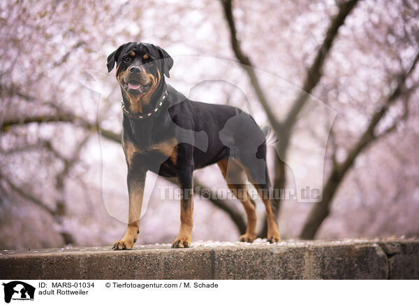 ausgewachsener Rottweiler / adult Rottweiler / MARS-01034