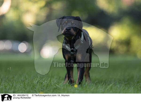 junger Rottweiler / young Rottweiler / AH-06412