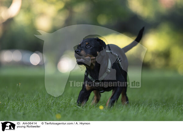 junger Rottweiler / young Rottweiler / AH-06414