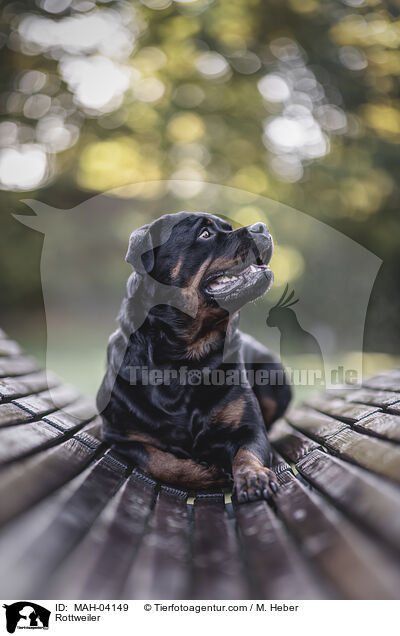 Rottweiler / Rottweiler / MAH-04149