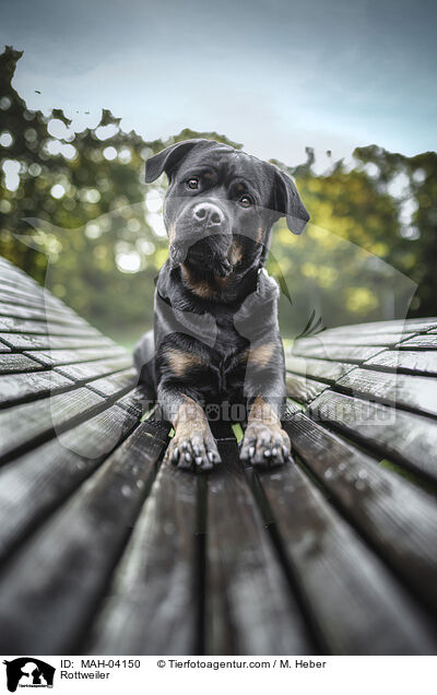 Rottweiler / Rottweiler / MAH-04150