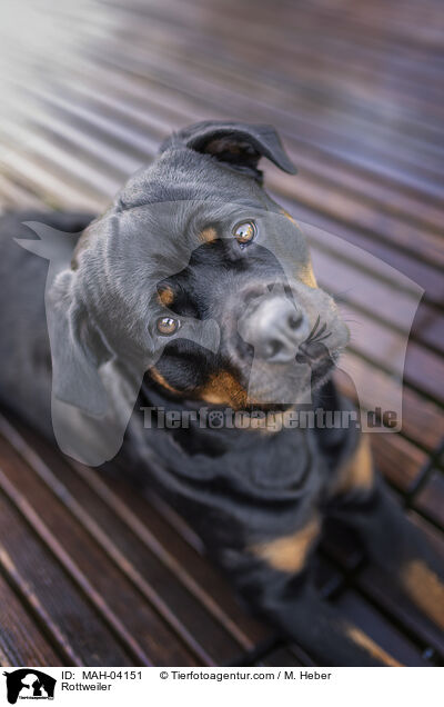 Rottweiler / MAH-04151