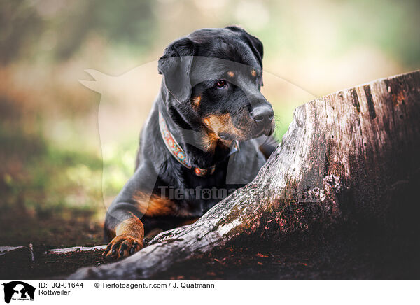 Rottweiler / Rottweiler / JQ-01644