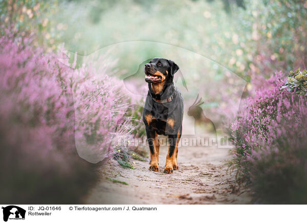 Rottweiler / Rottweiler / JQ-01646