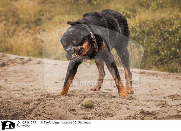 Rottweiler / CF-01075