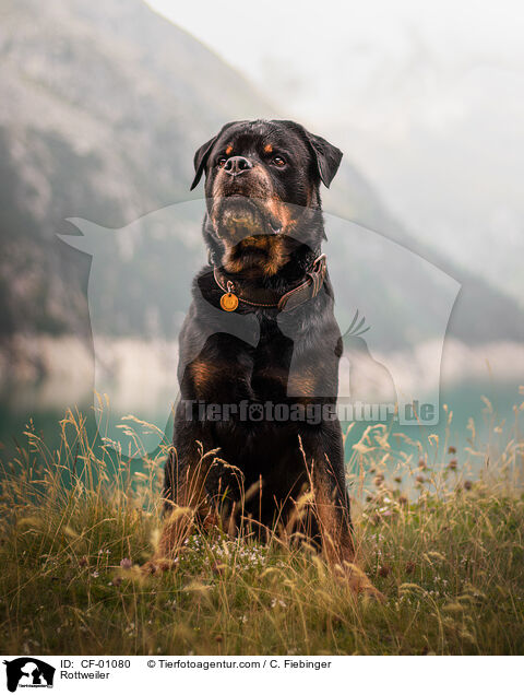 Rottweiler / Rottweiler / CF-01080