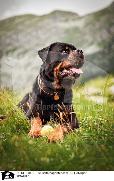 Rottweiler / Rottweiler / CF-01082