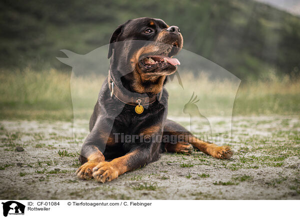 Rottweiler / Rottweiler / CF-01084