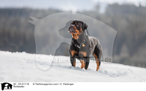 Rottweiler / Rottweiler / CF-01116