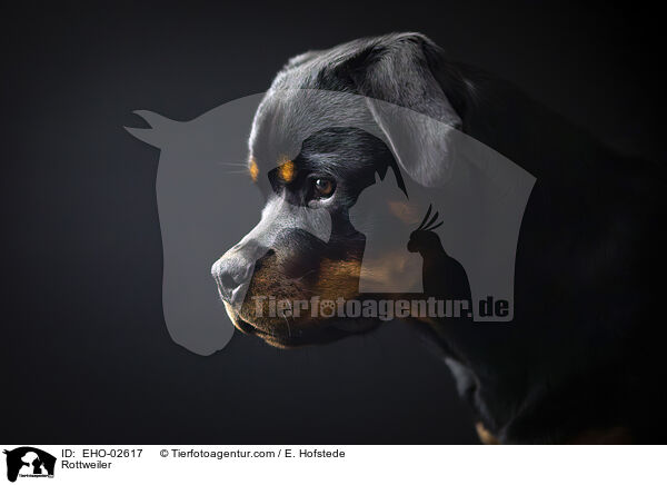 Rottweiler / EHO-02617