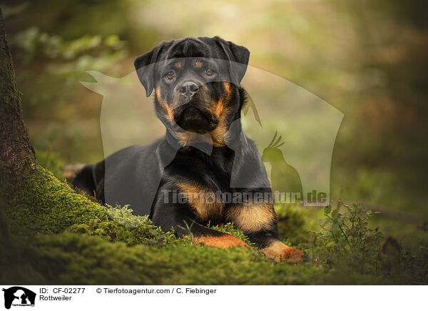 Rottweiler / CF-02277
