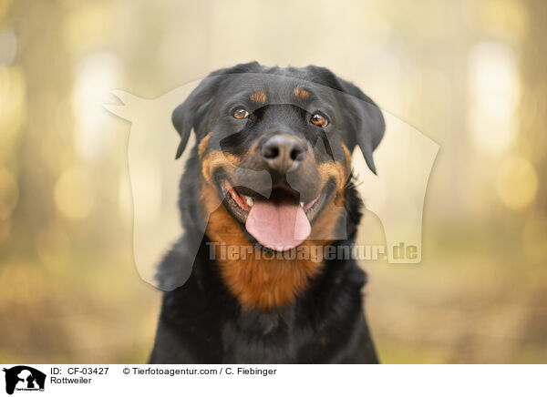 Rottweiler / Rottweiler / CF-03427