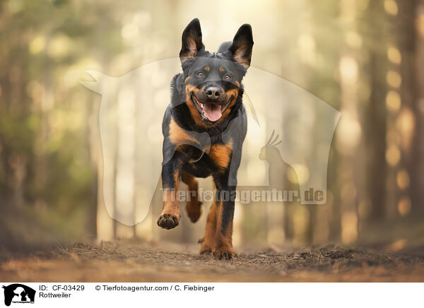 Rottweiler / Rottweiler / CF-03429
