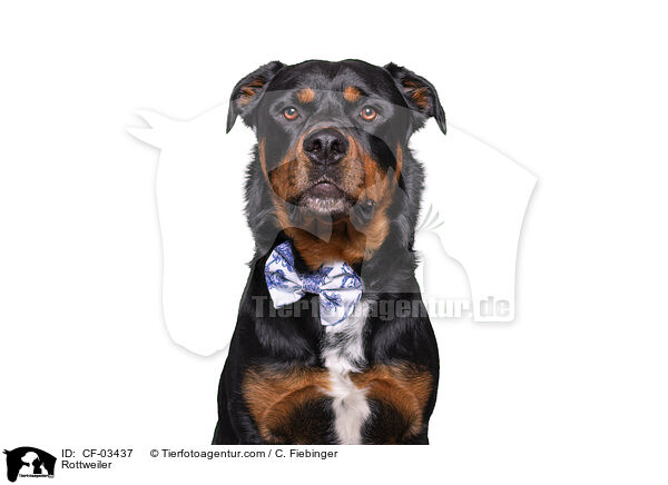Rottweiler / Rottweiler / CF-03437