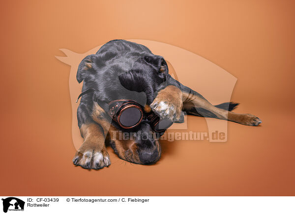 Rottweiler / Rottweiler / CF-03439
