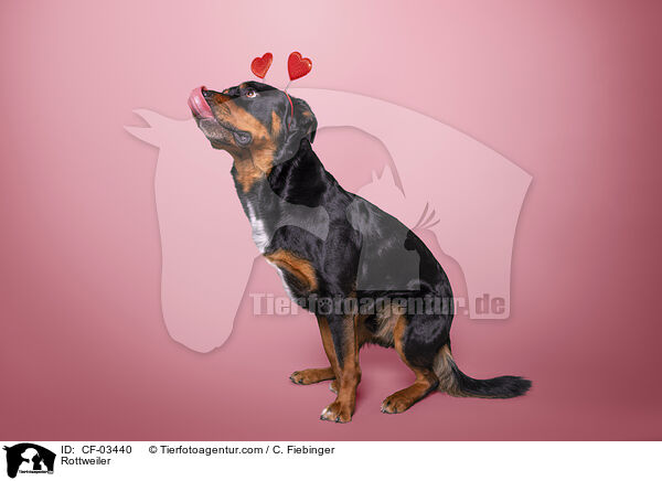 Rottweiler / Rottweiler / CF-03440