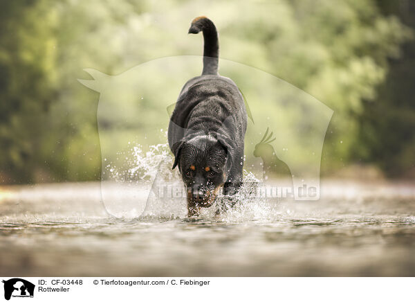 Rottweiler / Rottweiler / CF-03448
