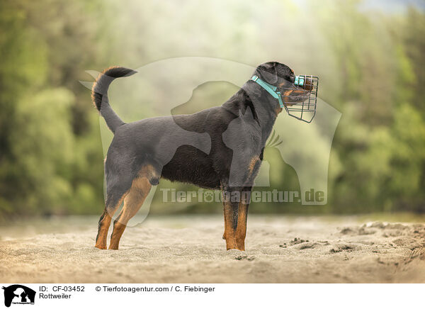 Rottweiler / Rottweiler / CF-03452