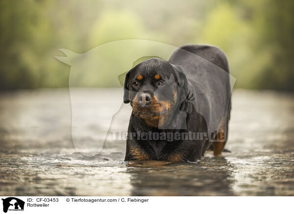 Rottweiler / Rottweiler / CF-03453