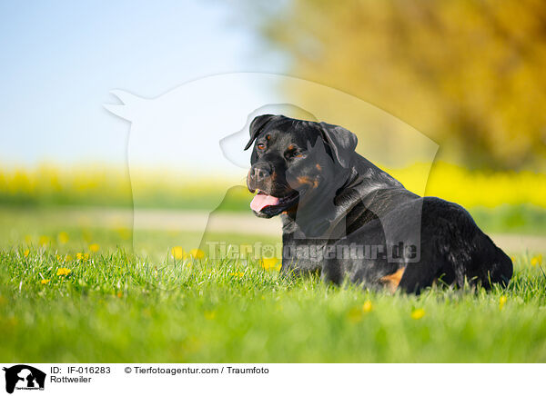 Rottweiler / Rottweiler / IF-016283