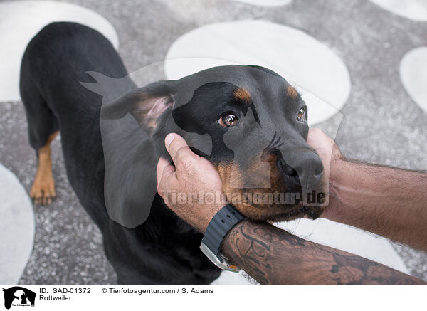 Rottweiler / Rottweiler / SAD-01372