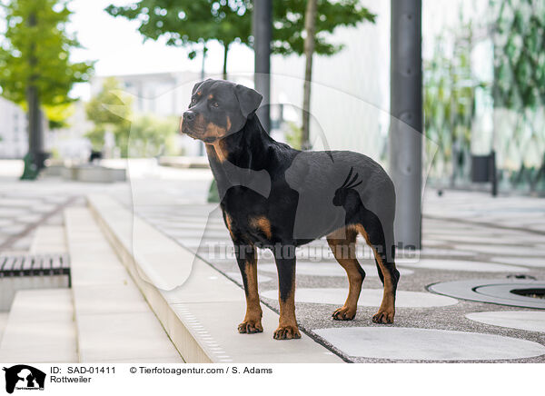 Rottweiler / Rottweiler / SAD-01411